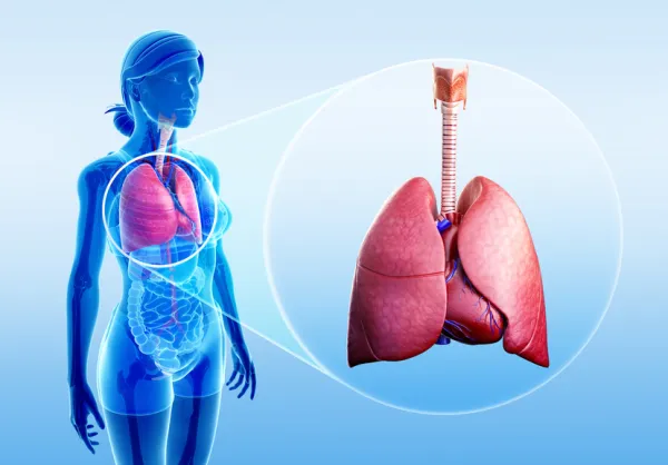 partes del sistema respiratorio