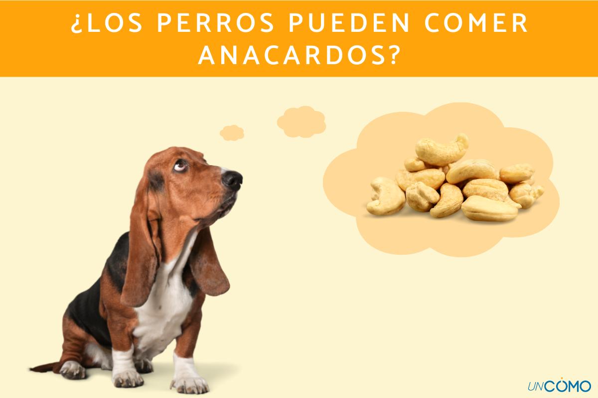 ¿Los perros pueden comer anacardos? Conoce los beneficios de este fruto seco