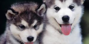 Cómo cuidar a un Husky Siberiano