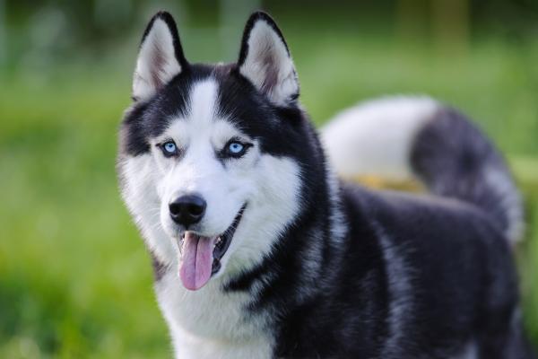 Perro 8