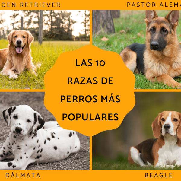 cual es el perro mas popular