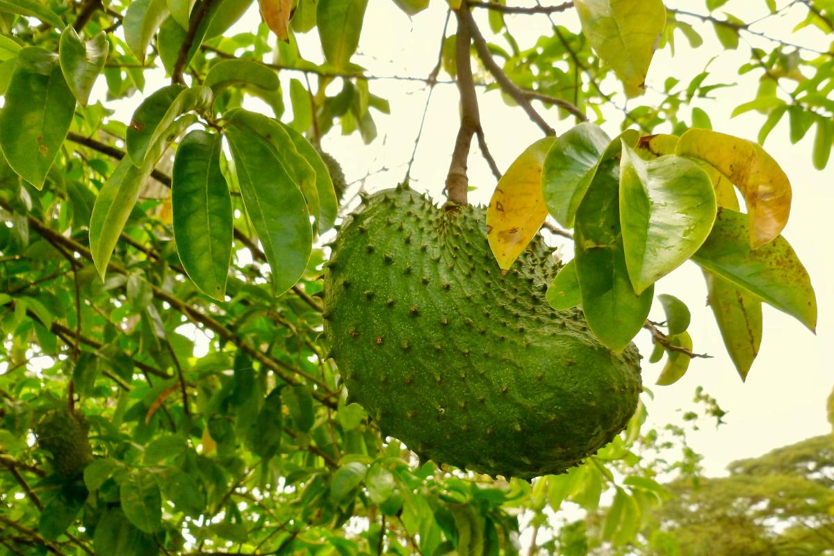 Para qué sirve la hoja de guanábana