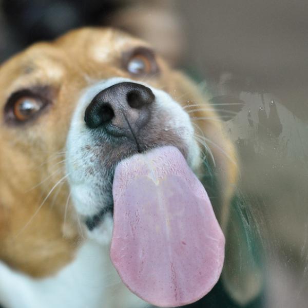la saliva de perro es buena para los cortes humanos