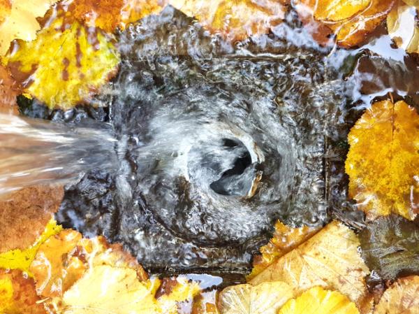 Cómo destapar un drenaje del patio