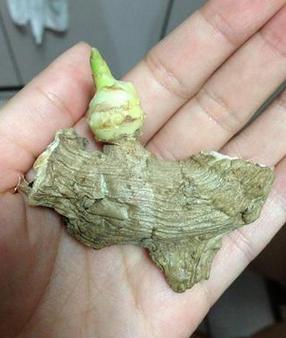 Cómo plantar jengibre - Paso 1