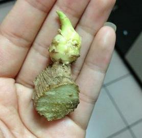 Cómo plantar jengibre - Paso 2