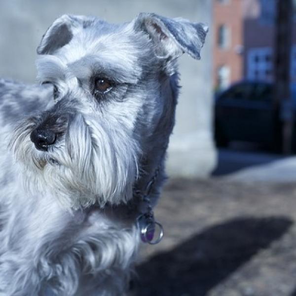 como arreglar la cara de un schnauzer