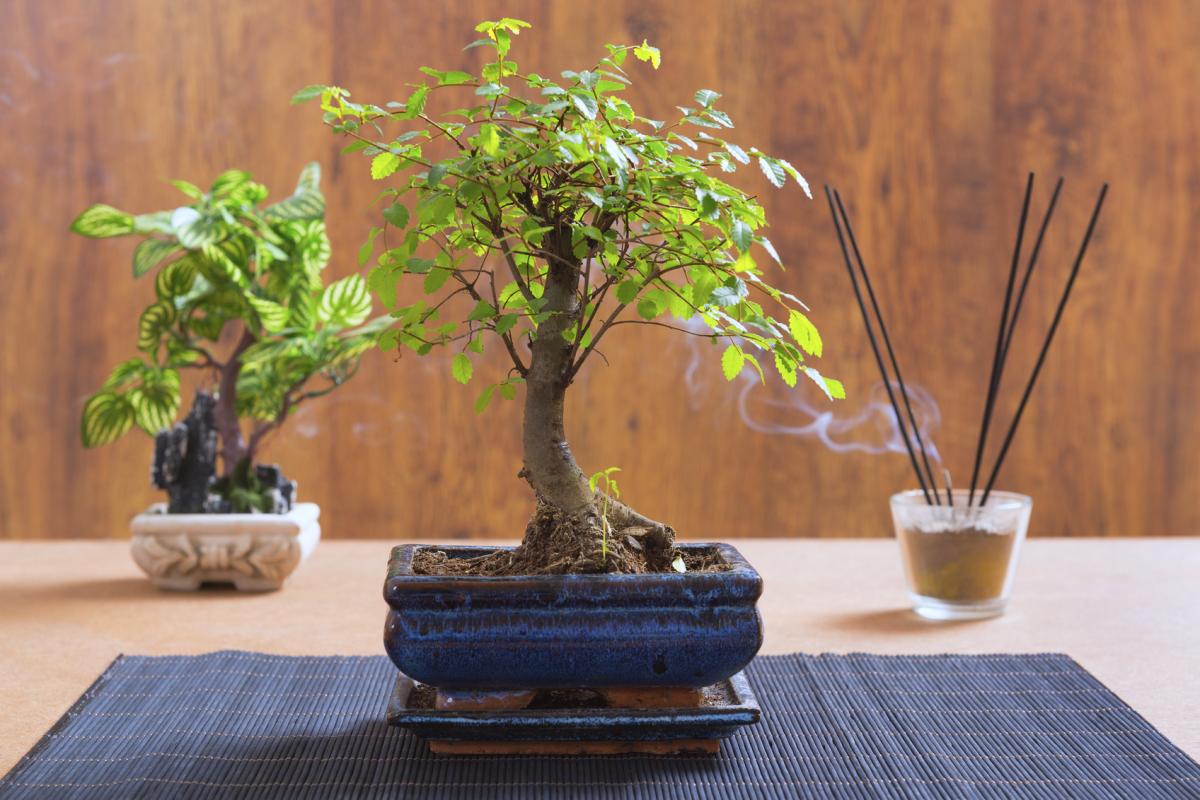 Los tipos de bonsái más comunes