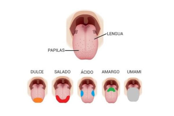 Qué es el sabor umami y ejemplos