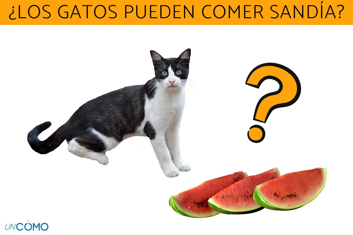¿Los gatos pueden comer sandía?