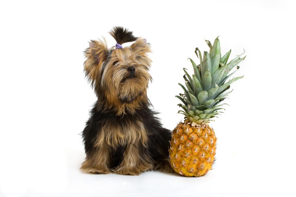 ¿Los perros pueden comer piña?
