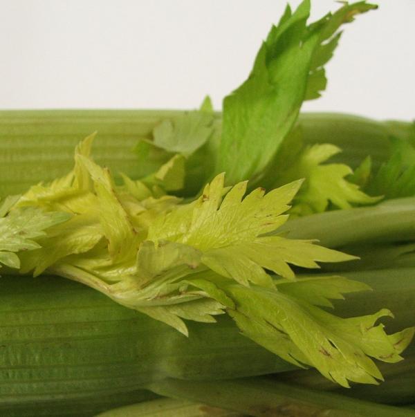 Qué alimentos son buenos para los riñones - Alimentos buenos para los riñones: apio