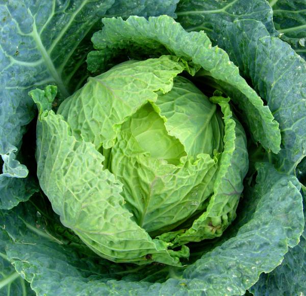 Qué alimentos son buenos para los riñones - Alimentos buenos para los riñones: col y coliflor