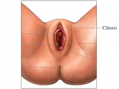 Cómo es la anatomía sexual de la mujer - El clítoris 