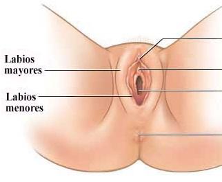 Cómo es la anatomía sexual de la mujer - Los labios mayores y menores 