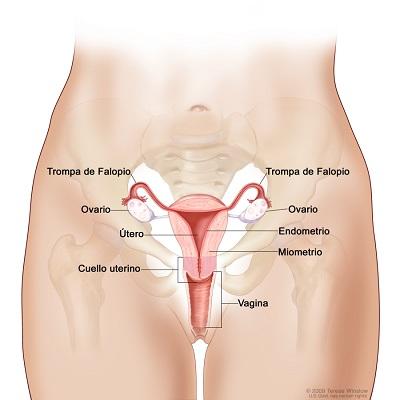 Cómo es la anatomía sexual de la mujer - Otros órganos internos 