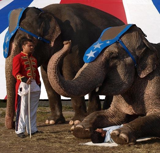 Cómo viven los animales de los circos