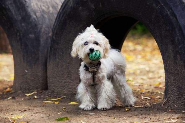 Cómo educar a un bichón maltés - Órdenes avanzadas para un bichón maltés