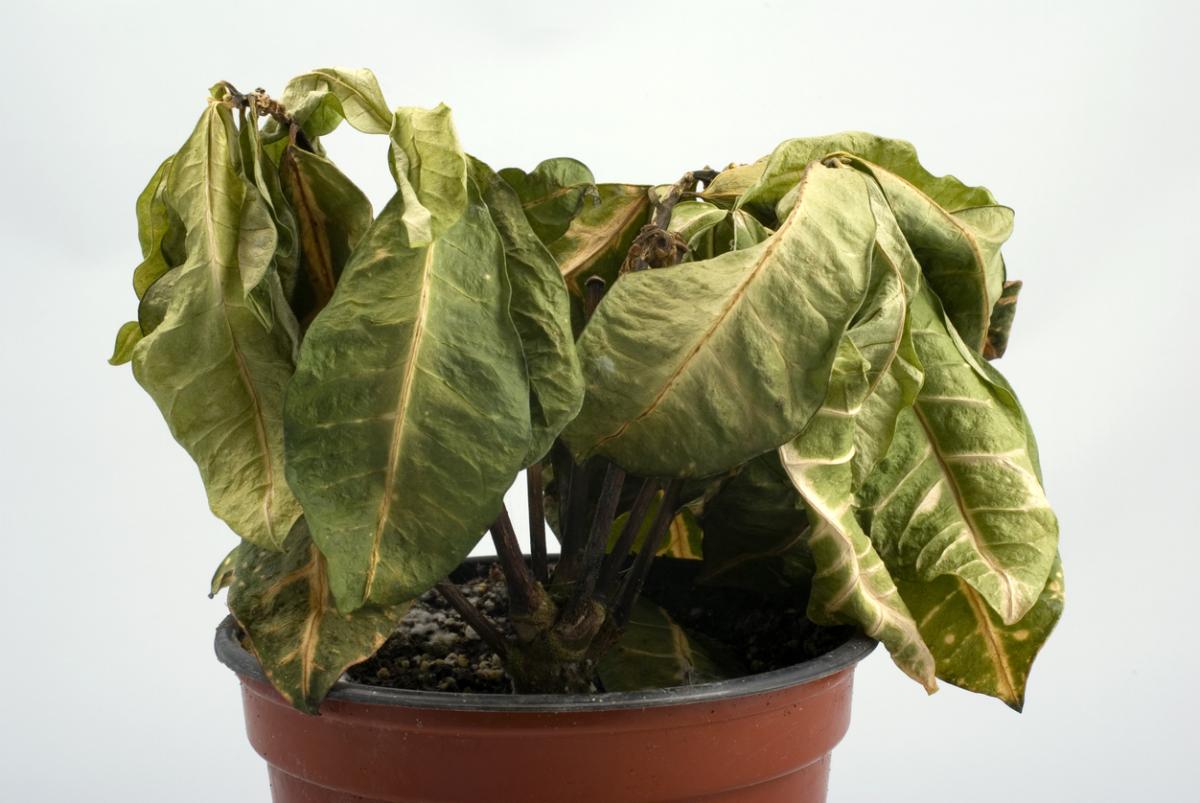 Cómo revivir una planta