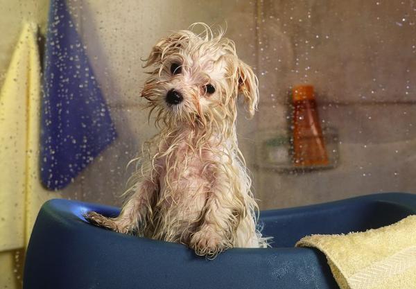 se puede bañar a un perro despues de aplicar revolution