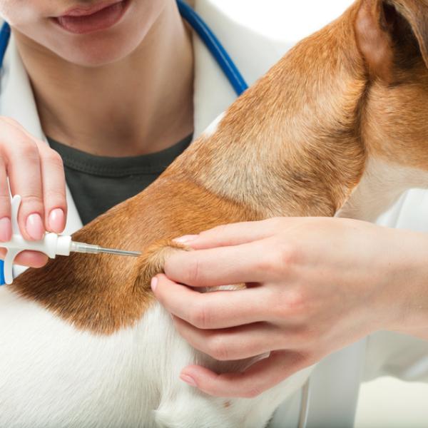 a qué distancia deben estar las vacunas de los cachorros