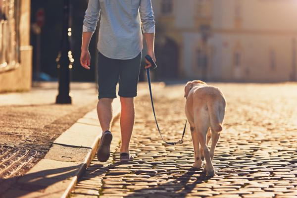 Cómo enseñar a mi perro a pasear sin tirar: trucos y técnicas para conseguirlo