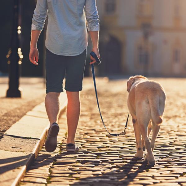 puedo pasear a mi perro en los terrenos de la escuela