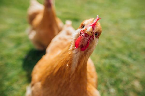 ¿Qué fue antes, el huevo o la gallina? Descubre la verdad - Curiosidades sobre las gallinas