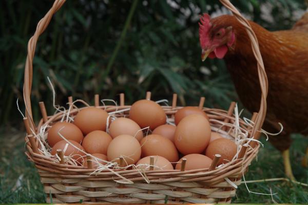 ¿Qué fue antes, el huevo o la gallina? Descubre la verdad - ¿Qué fue primero, el huevo o la gallina?