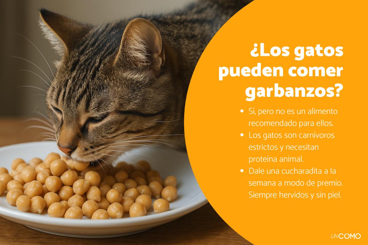 ¿Los gatos pueden comer garbanzos? Descubre sus beneficios y cómo dárselos