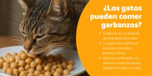 ¿Los gatos pueden comer garbanzos? Descubre sus beneficios y cómo dárselos