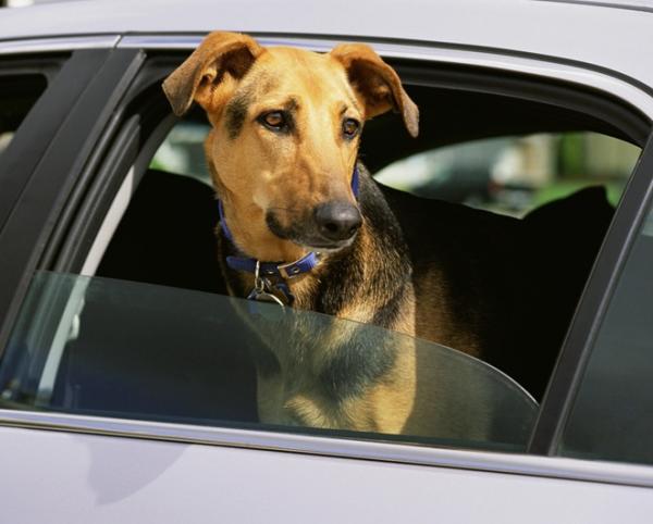 Cómo quitar el olor a perro del coche