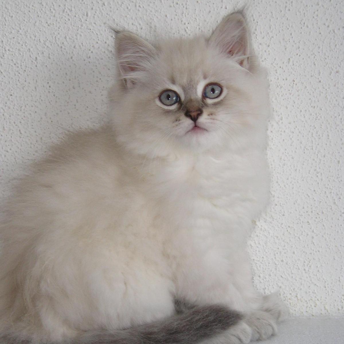 Cómo es un gato siberiano