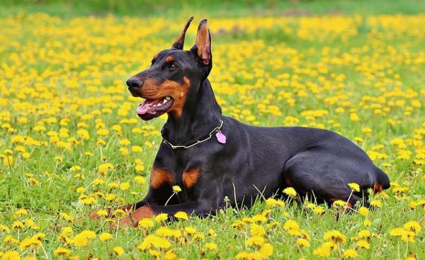 Cómo cuidar a un doberman