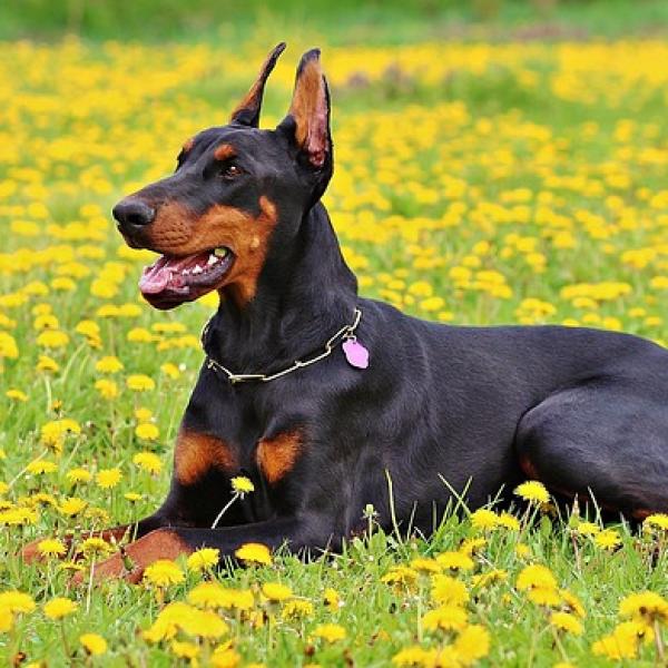 con qué frecuencia se debe bañar a un doberman