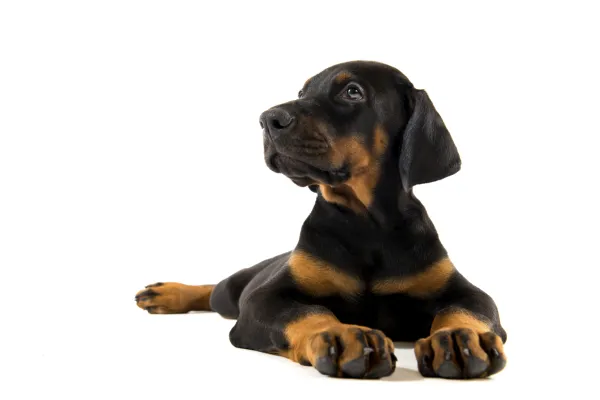 con qué frecuencia se debe bañar a un doberman