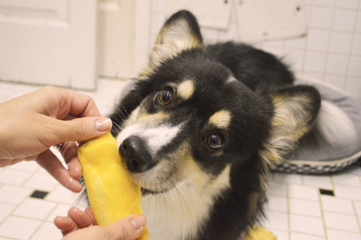 ¿Pueden comer mango los perros?