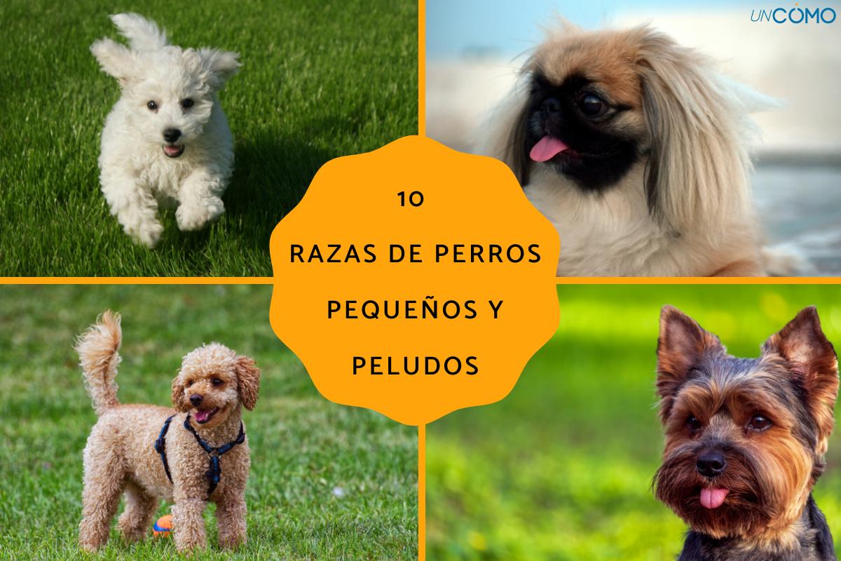 Razas de perros pequeños y peludos