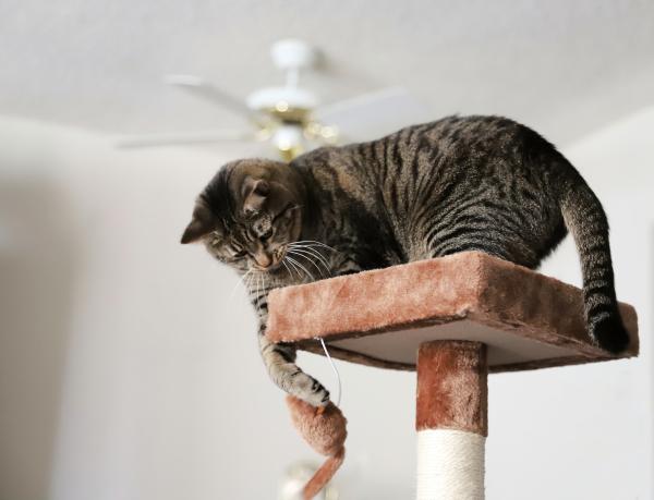 Cómo refrescar a un gato - Aire acondicionado o ventilador