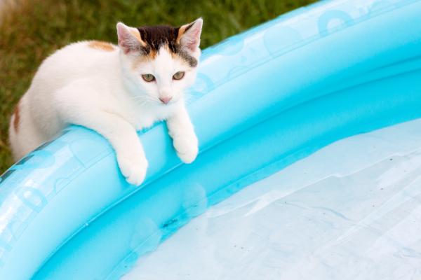 Cómo refrescar a un gato - Piscina de plástico