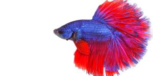 Por qué a mi pez le falta un ojo