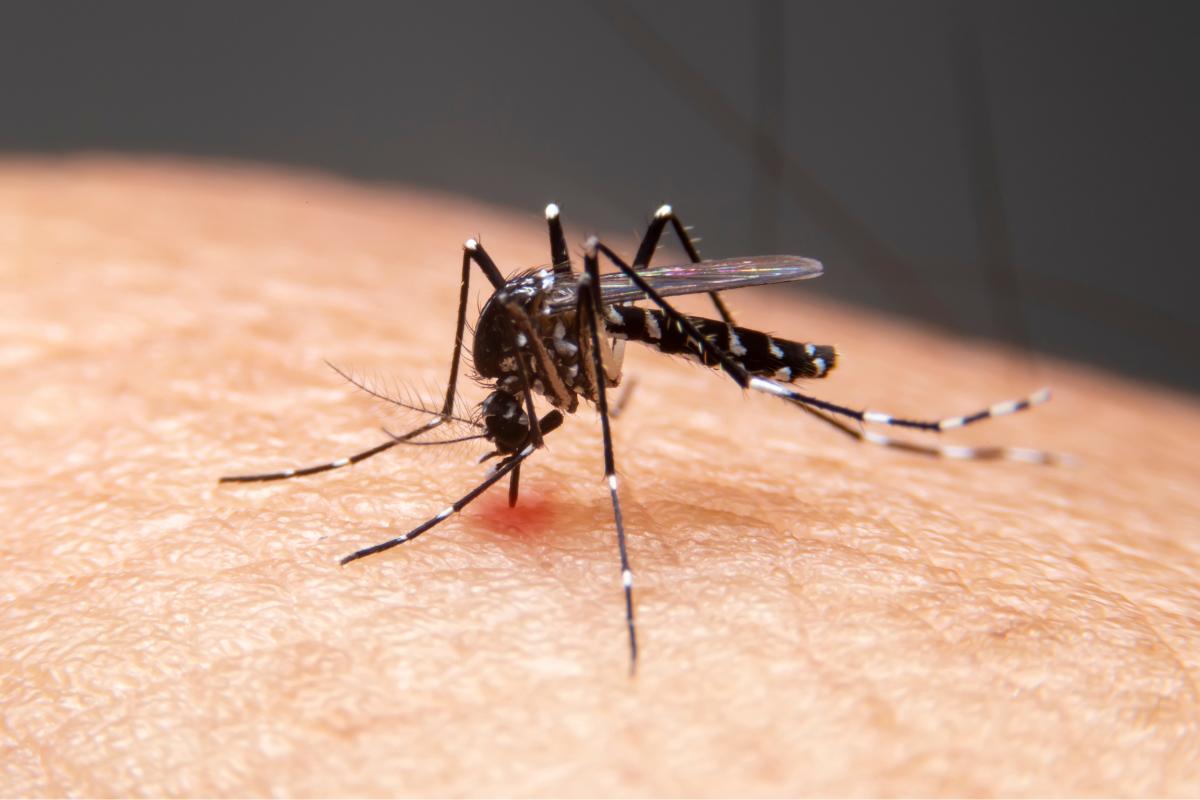 Cómo evitar picaduras de mosquito