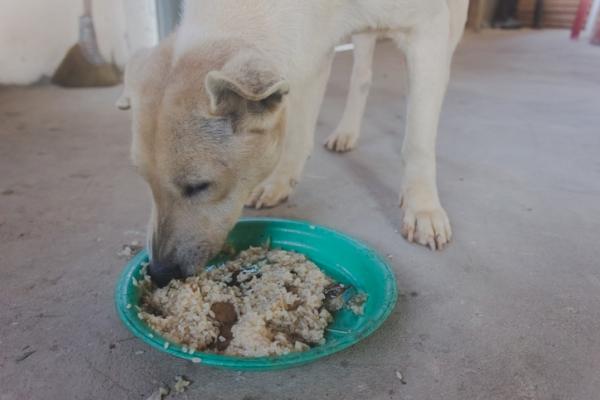 ¿Es bueno el arroz para los perros? - Cómo preparar arroz para perros