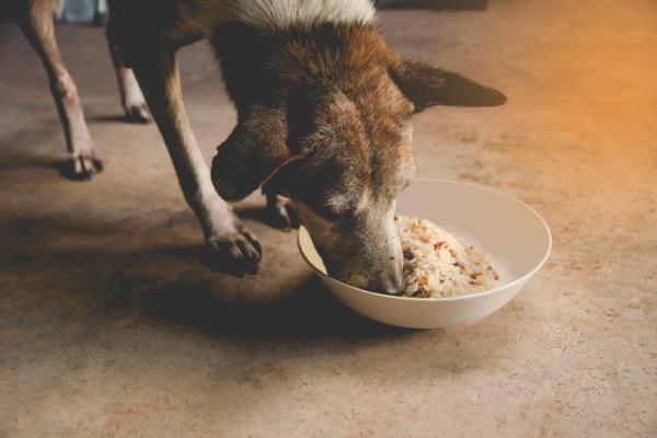 ¿Es bueno el arroz para los perros?