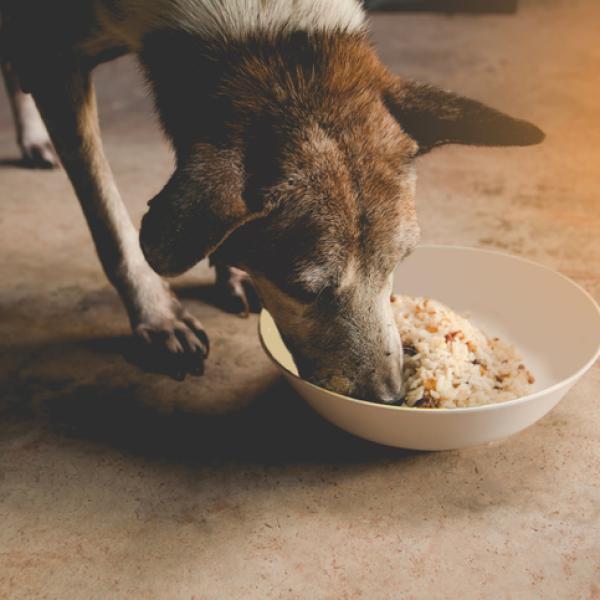 cuantos dias le debo dar pollo y arroz a mi perro