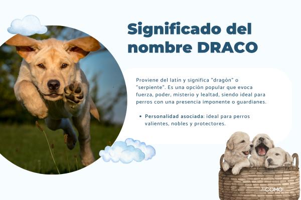 Nombres para perros con significado bonito y especial - Nombres de perros originales con significado bonito