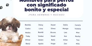 Nombres para perros con significado bonito y especial
