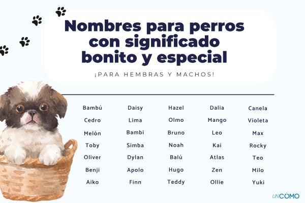 Nombres para perros con significado bonito y especial