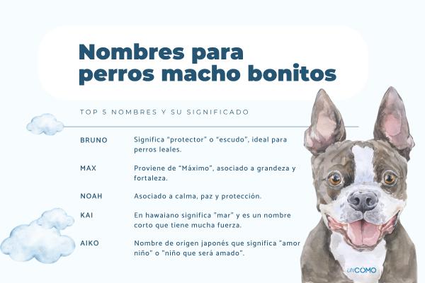 Nombres para perros con significado bonito y especial - Nombres para perros macho con significado bonito