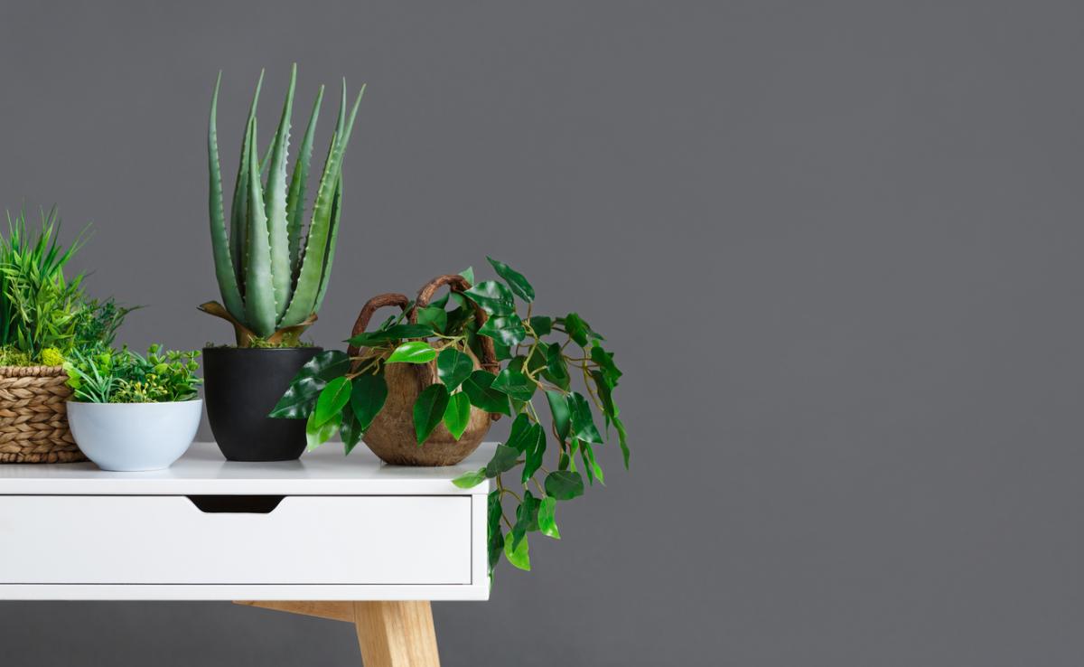 25 plantas de interior resistentes